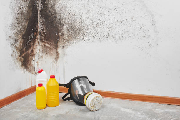 Best Professional Mold Removal  in Mexia, TX