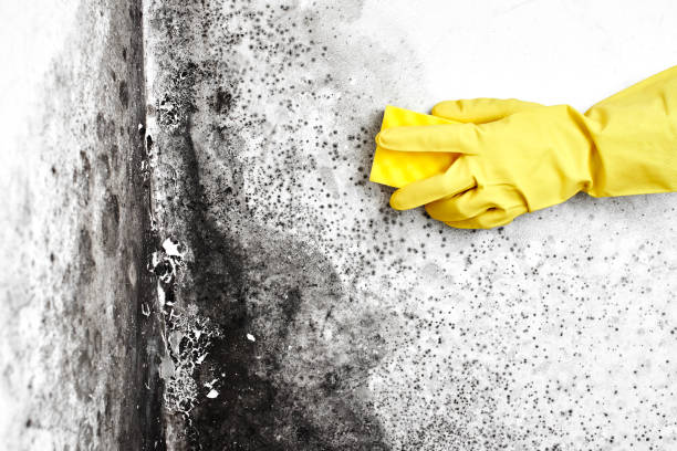 Best Residential Mold Removal  in Mexia, TX