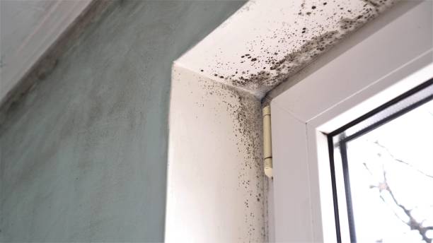 Best Best Mold Removal Companies  in Mexia, TX