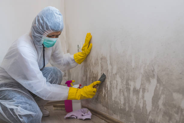 Best Office Mold Removal Services  in Mexia, TX