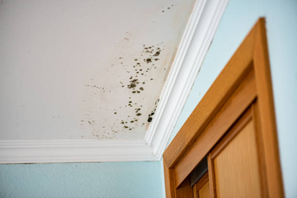 Best Mold Damage Repair  in Mexia, TX