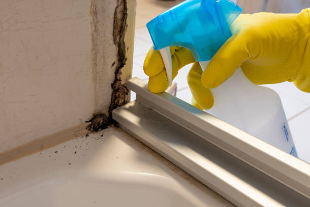 Best Mold Remediation  in Mexia, TX