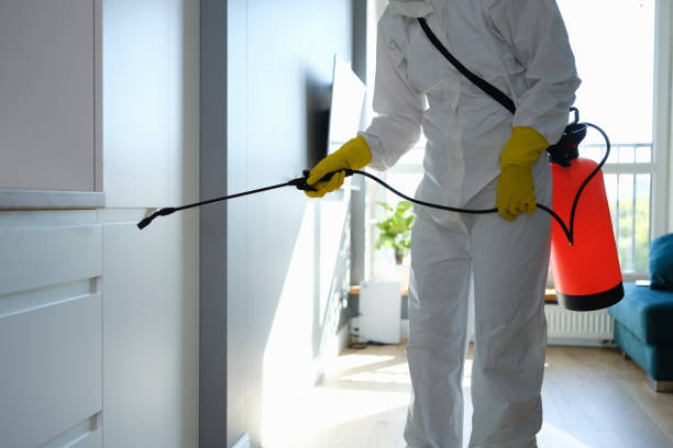 Best Affordable Mold Removal  in Mexia, TX