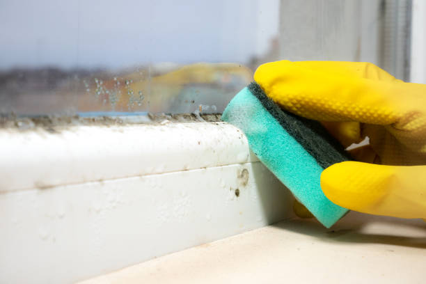 Mold Testing and Removal in Mexia, TX