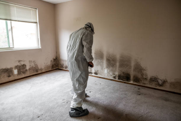 Best Crawl Space Mold Removal  in Mexia, TX