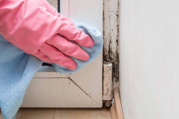 Best Toxic Mold Removal  in Mexia, TX