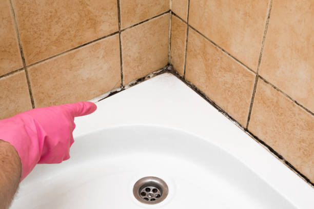 Best Home Mold Removal  in Mexia, TX